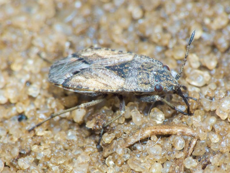 Gonianotus marginepunctatus (Wolff, 1804)